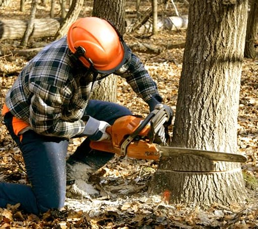 Tree Removal in Fitzhugh, OK